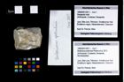Foto (Objekt + Etikett) von Bullariscus patruliusi (Robins et al., 2013)  (NHMW-GEO-1990-0041-2611)